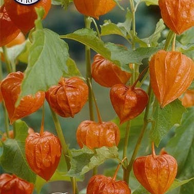 Physalis Franchetti 4-pakning